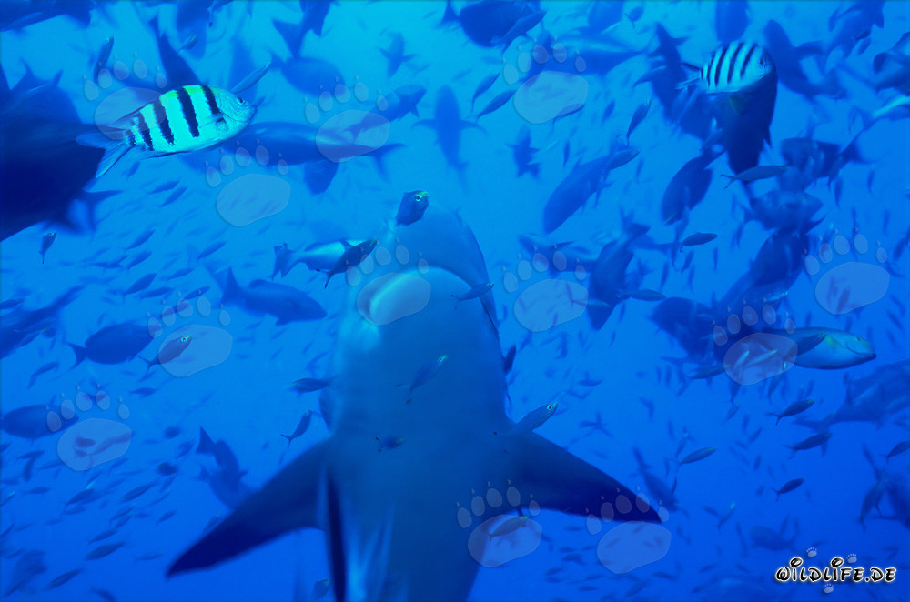 Maestoso squalo toro in ascesa verticale nelle acque di Fiji