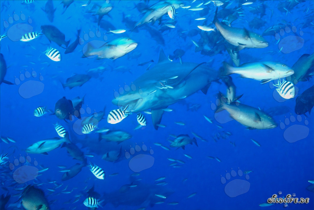 Requin taureau fascinant avec la gueule ouverte