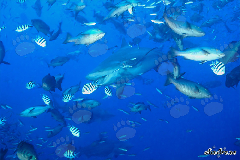 Affascinante squalo toro con la bocca aperta