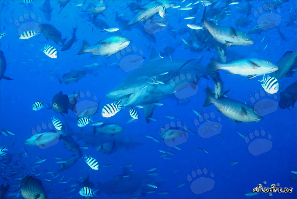 Fascinante tiburón toro con la boca abierta