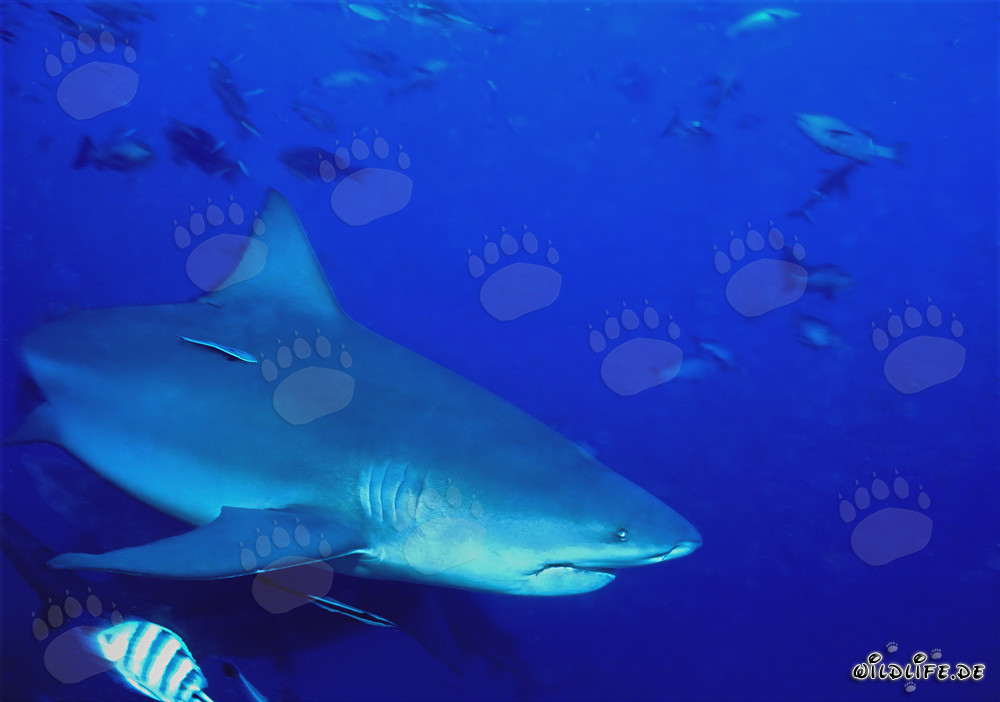 Majestic bull shark in the clear South Pacific water