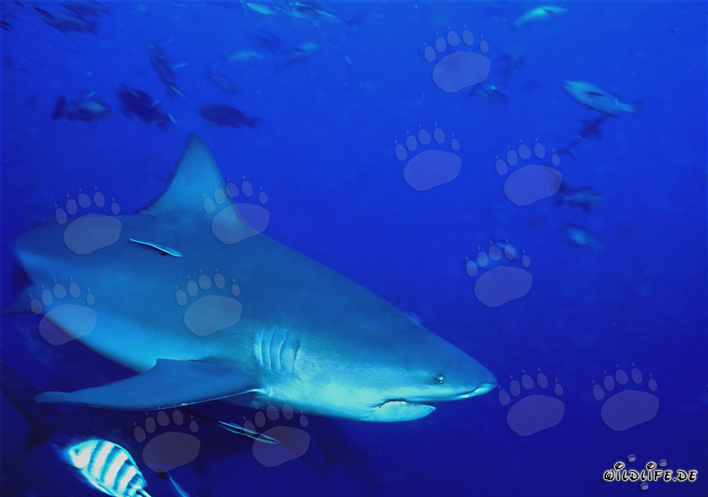 Requin taureau majestueux dans les eaux claires du Pacifique Sud