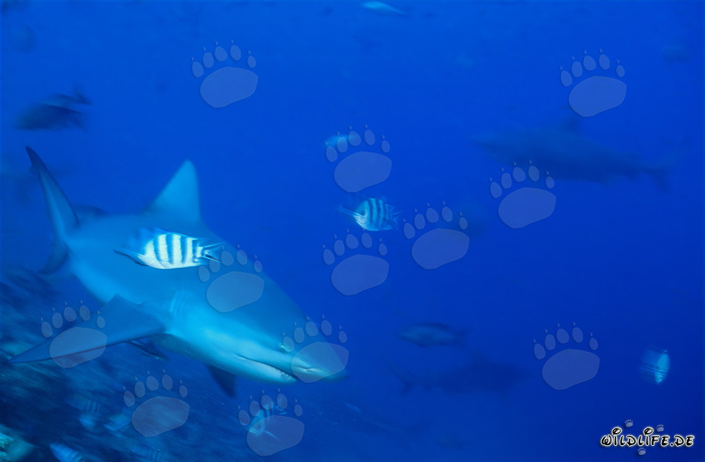 Bull shark on the reef border
