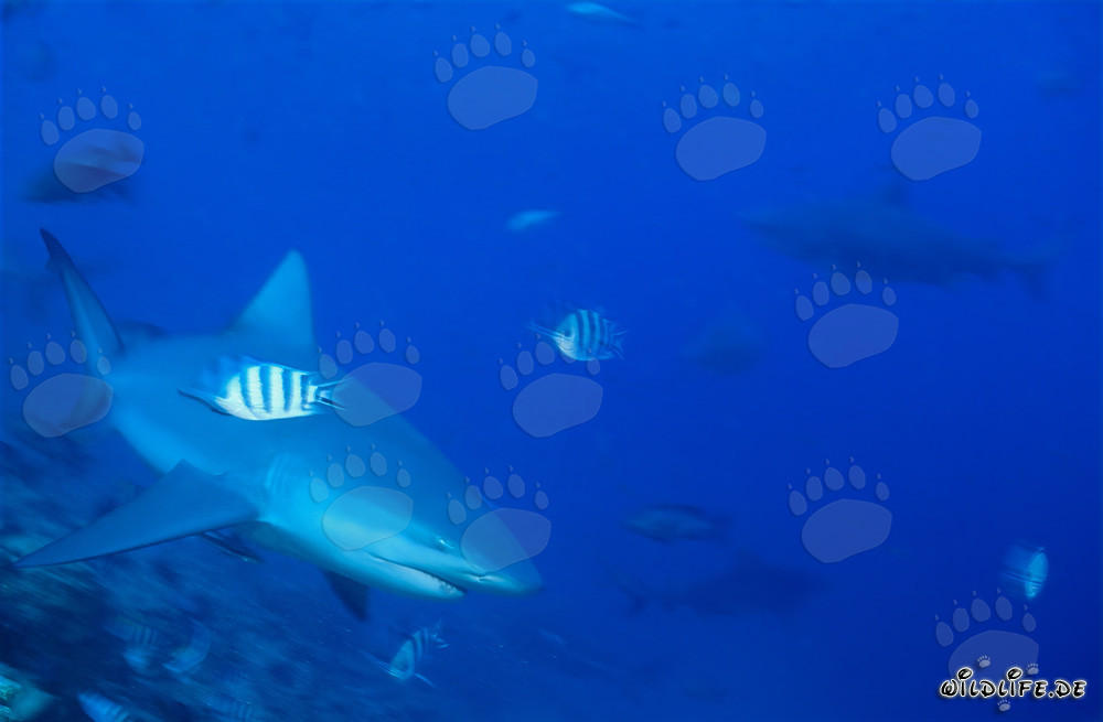 Requin taureau à la limite du récif