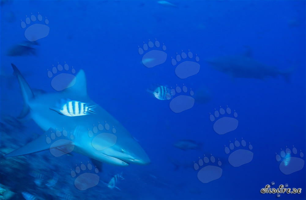 Squalo toro al limite della barriera corallina