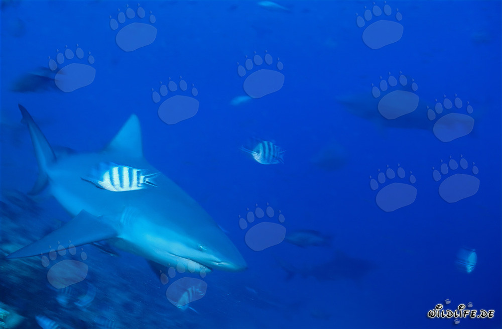 Tiburón toro en el límite del arrecife