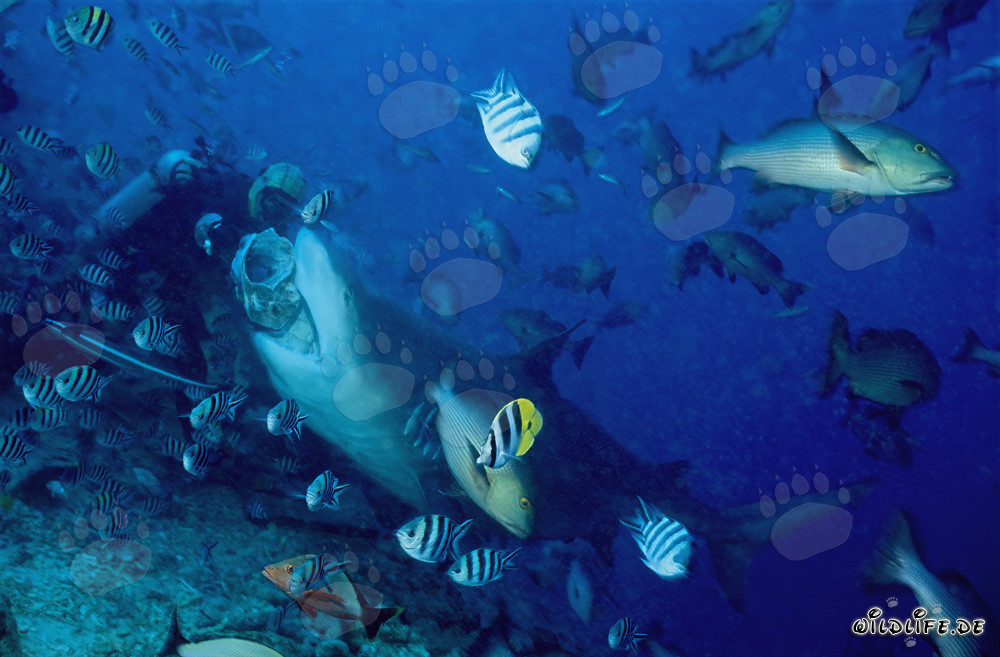 Bull Shark Takes the Bait from Diver