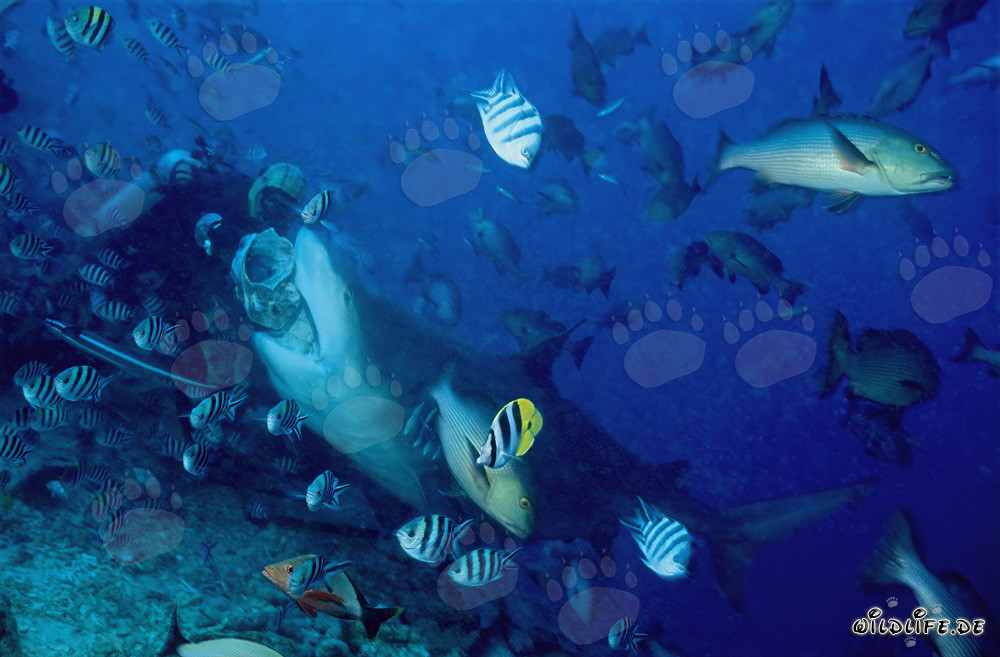 Requin taureau mordant l'appât du plongeur