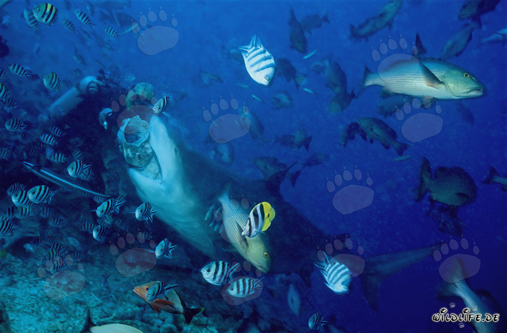 Tiburón toro mordiendo el cebo del buceador