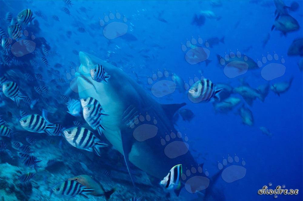 Large bull shark on reef slope