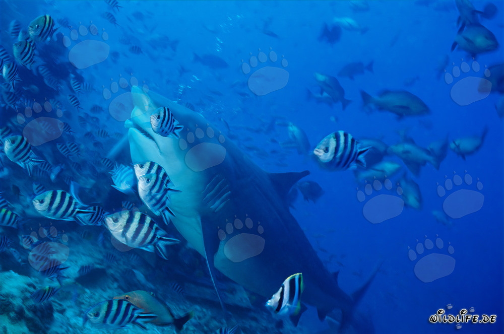 Gran tiburón toro en el desfiladero del arrecife