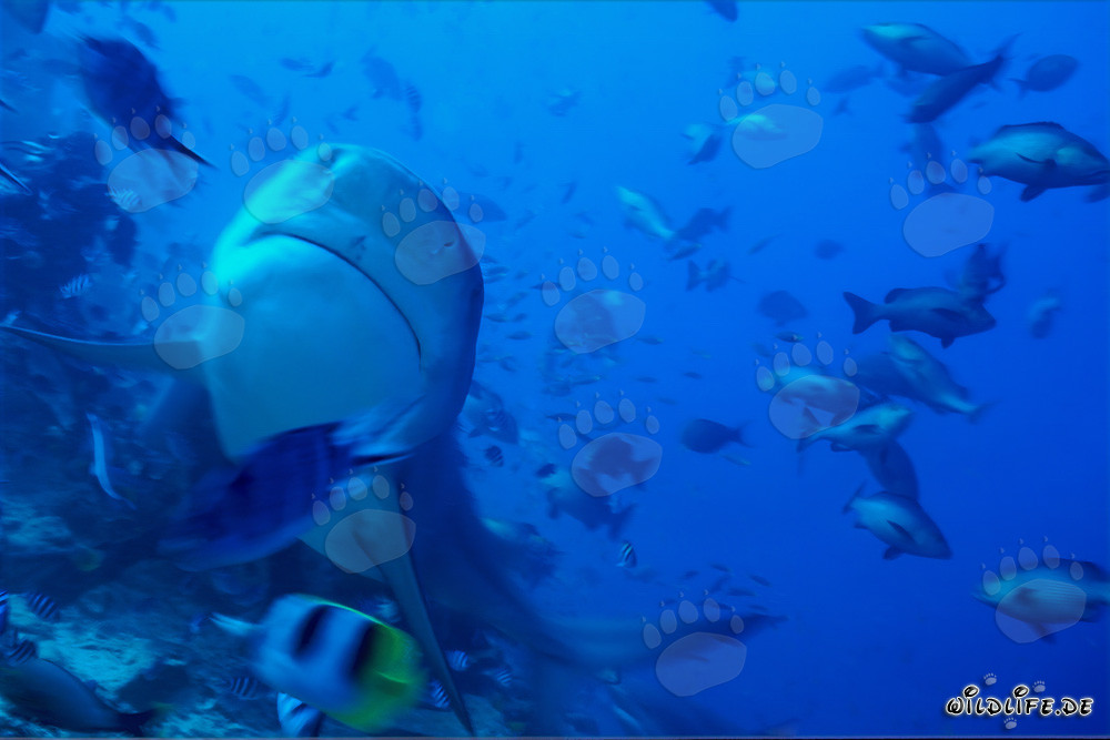 Bull Shark - Majestic marine creature looking curiously upwards