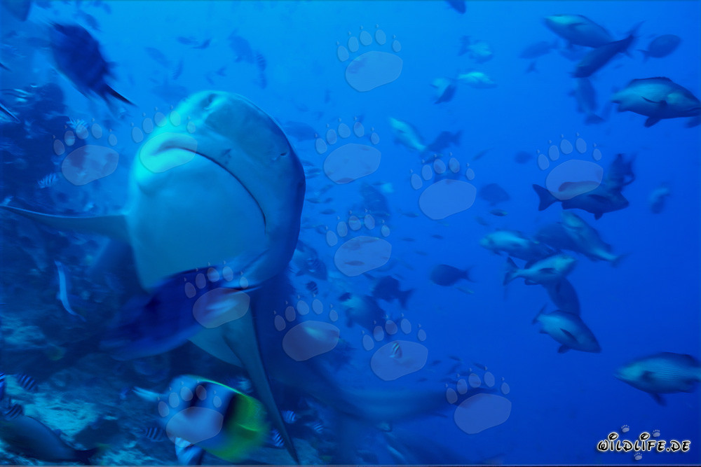 Requin taureau - Majestueux habitant des mers, curieux de regarder vers le haut