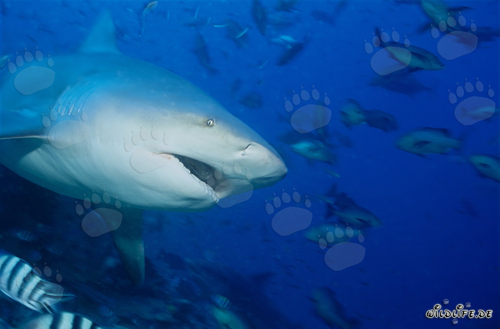 Bull Shark - Majestic Sea Creature with Opened Mouth