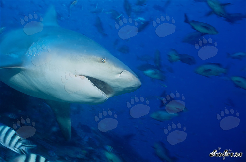 Requin taureau - Majesté des mers avec la gueule ouverte