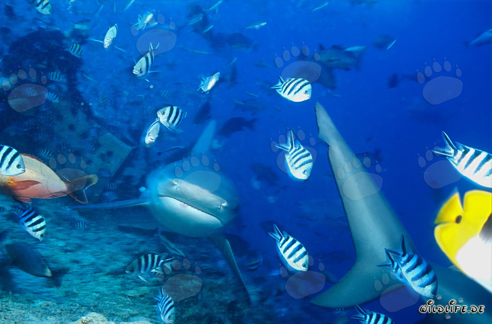 Bull Shark - Majestic Marine Creature in Fiji