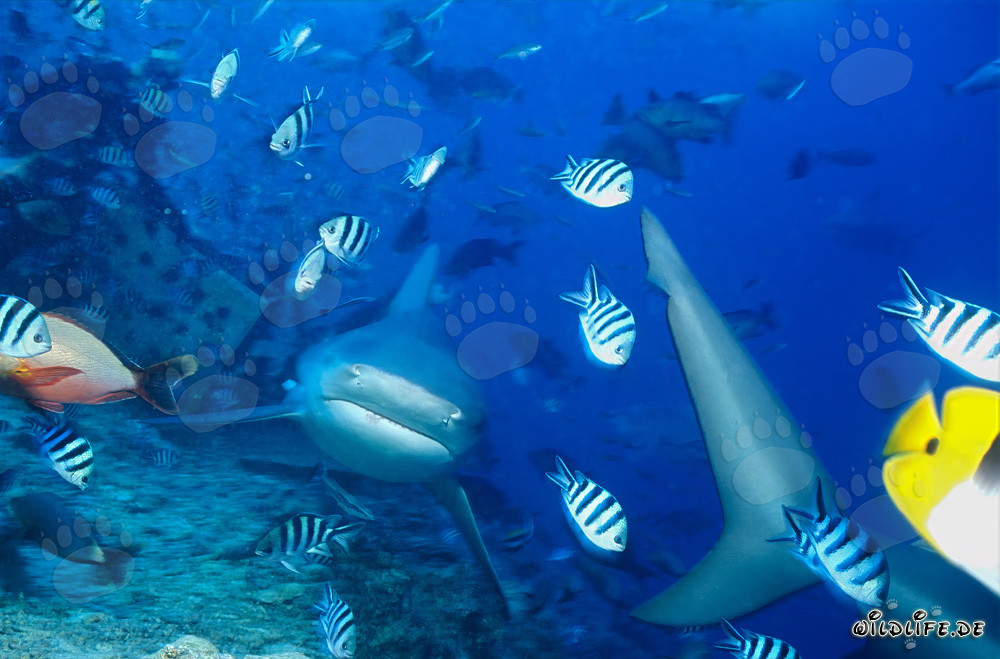Bullenhai - Majestätischer Meeresbewohner in Fiji