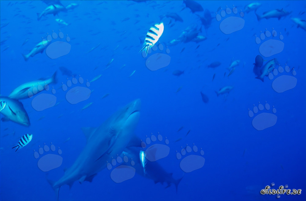 Majestic ascent of a bull shark in Beqa Lagoon, Fiji