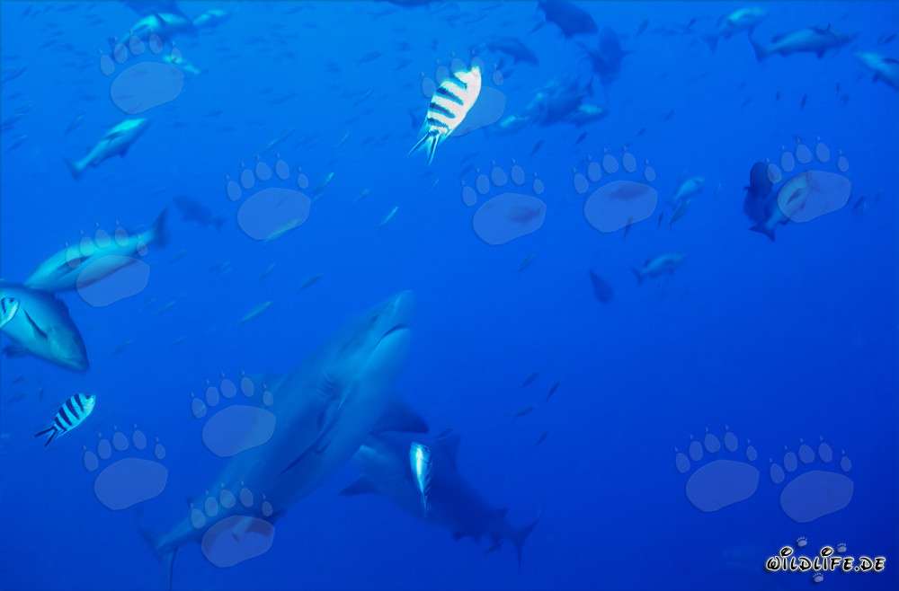 Majestätischer Aufstieg eines Bullenhais in Beqa Lagoon, Fiji