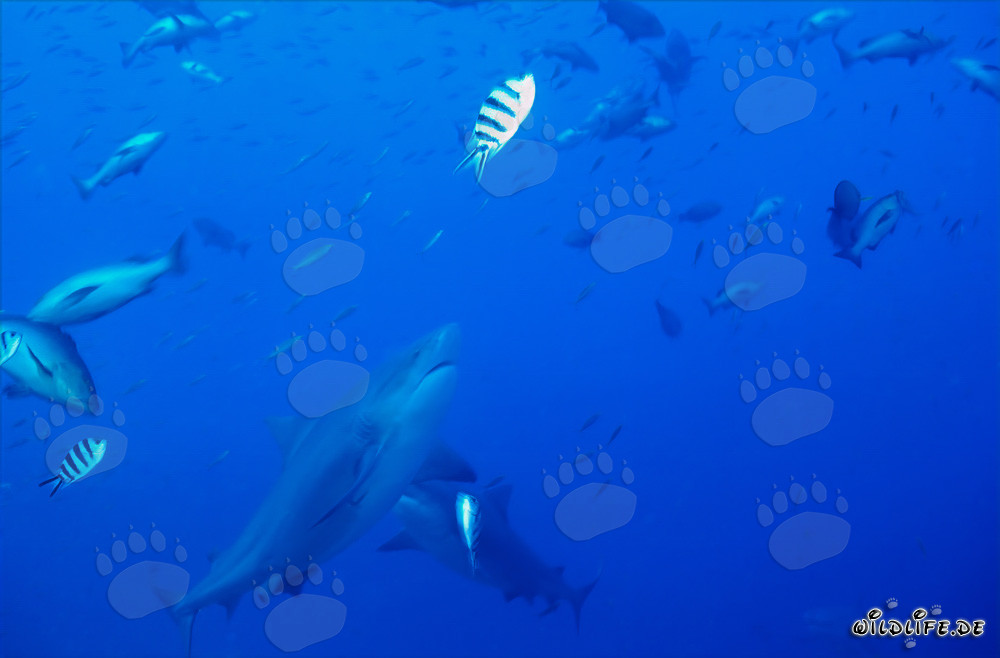 Ascension majestueuse d'un requin taureau dans le lagon de Beqa, Fidji