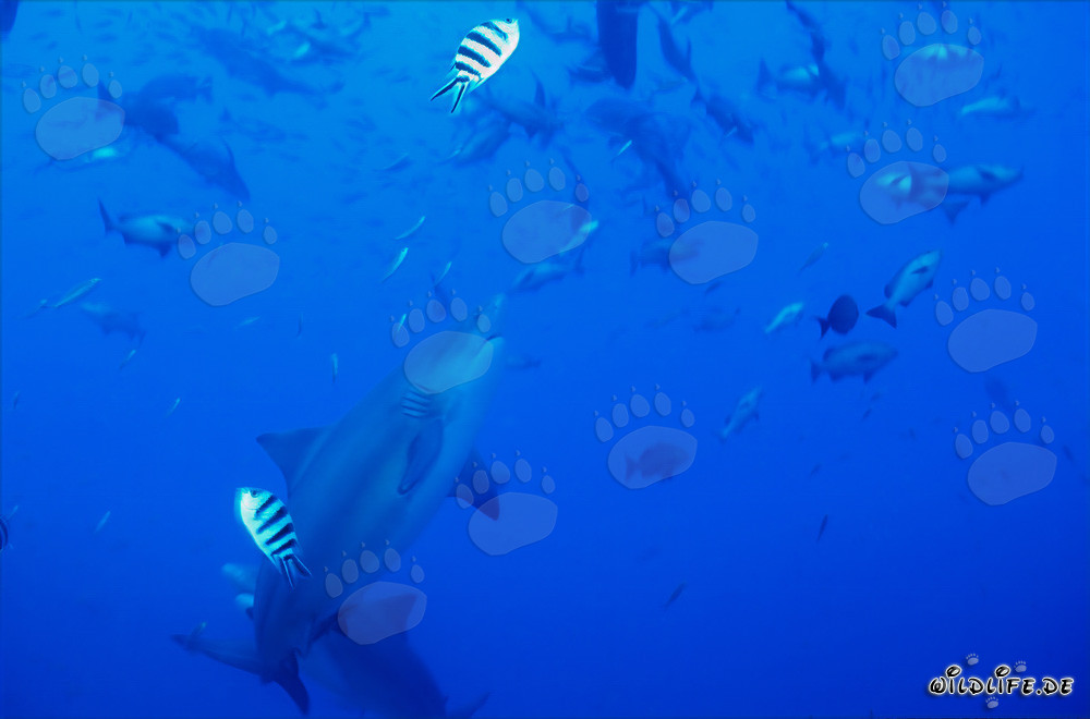 Majestic bull shark gracefully swimming upwards