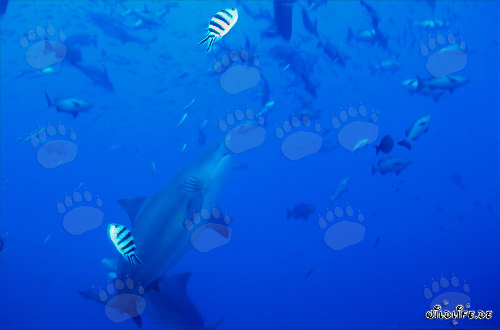 Le majestueux requin taureau nage élégamment vers le haut