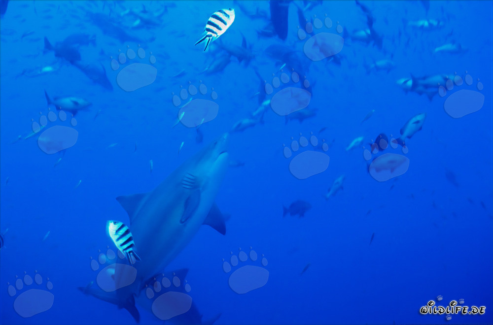 El majestuoso tiburón toro nada elegantemente hacia arriba