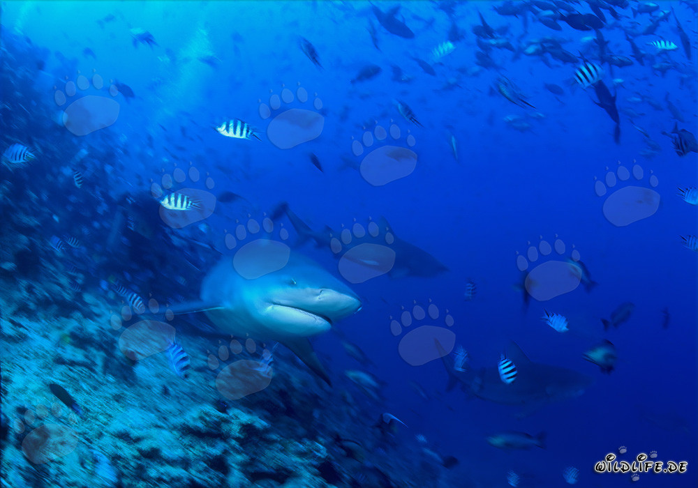 Fascinating Bull Shark gracefully swimming along the reef drop-off