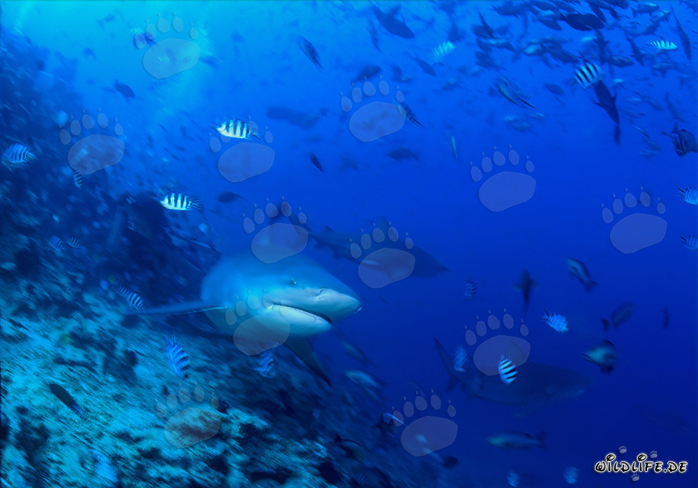 Requin taureau fascinant nage élégamment le long du récif