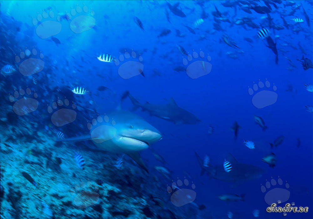 Affascinante squalo toro nuota elegantemente lungo il pendio della barriera corallina