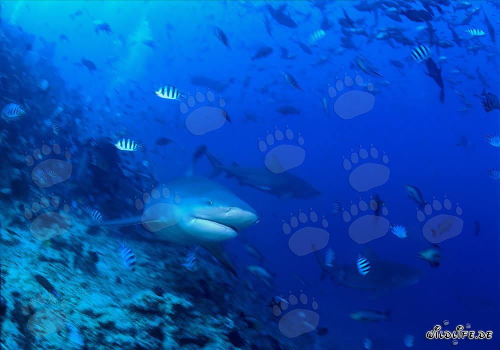 Fascinante tiburón toro nada elegantemente a lo largo del arrecife