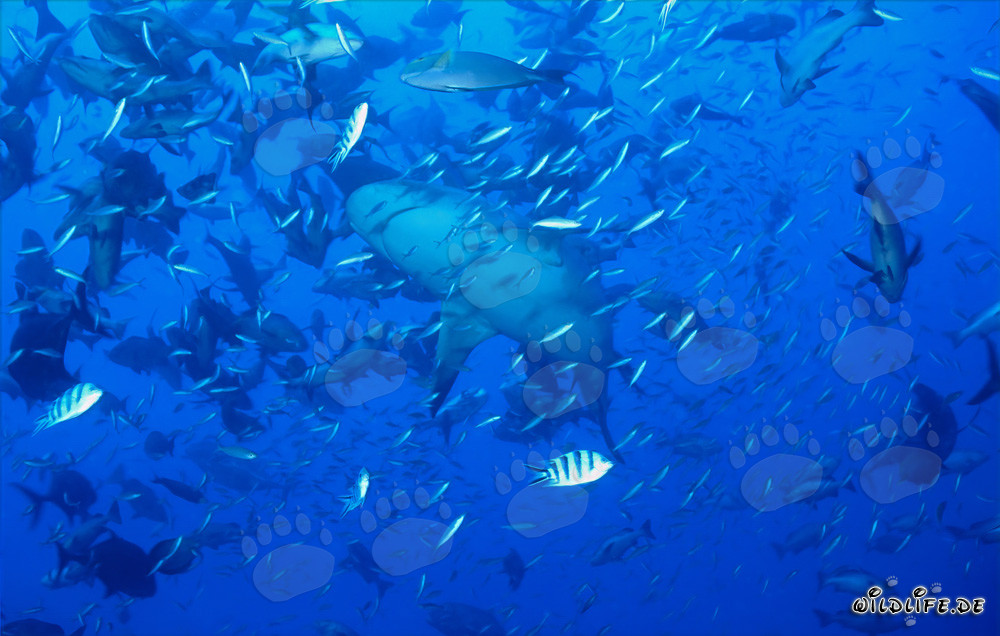 Bull shark in high fish concentration