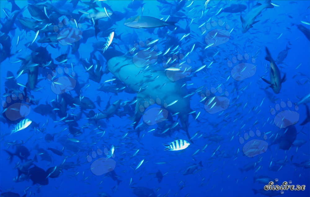 Bullenhai in hoher Fischkonzentration