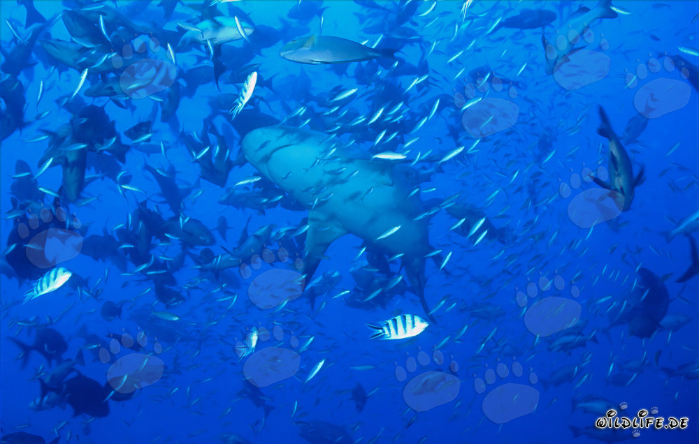 Requin bouledogue dans une forte concentration de poissons
