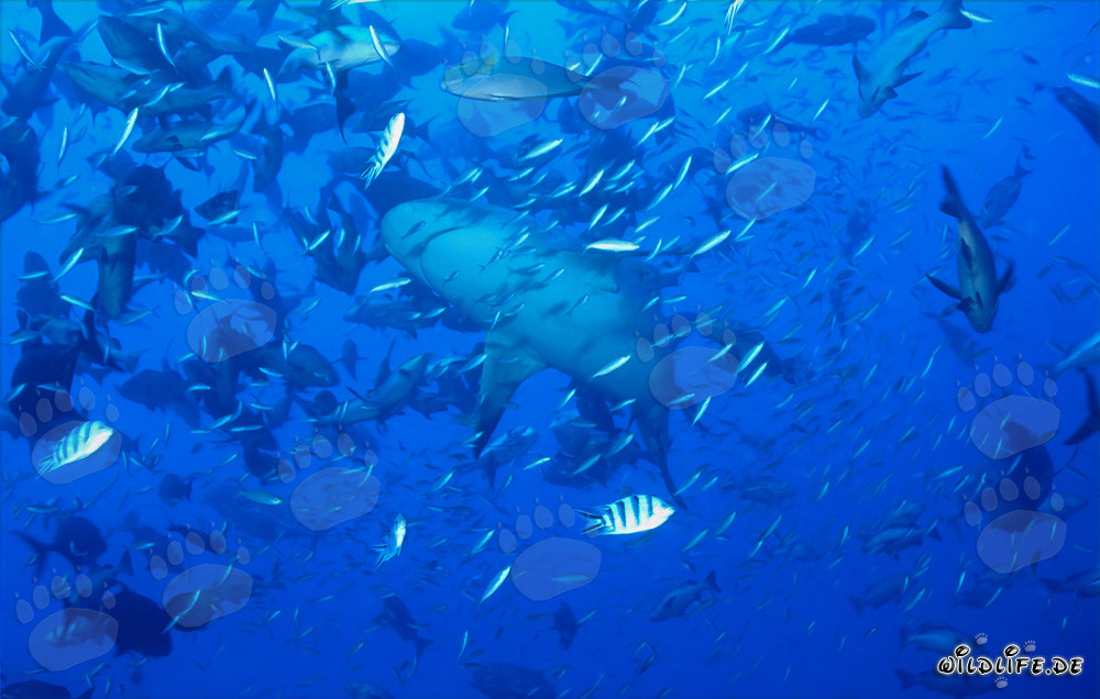 Squalo toro in alta concentrazione di pesci