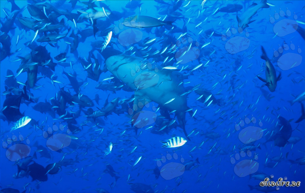 Tiburón toro en alta concentración de peces