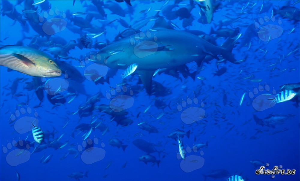 Fascinating bull shark surrounded by countless fishes