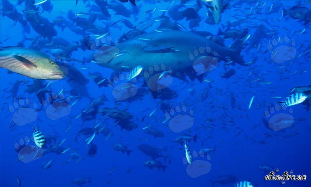 Faszinierender Bullenhai umgeben von unzähligen Fischen