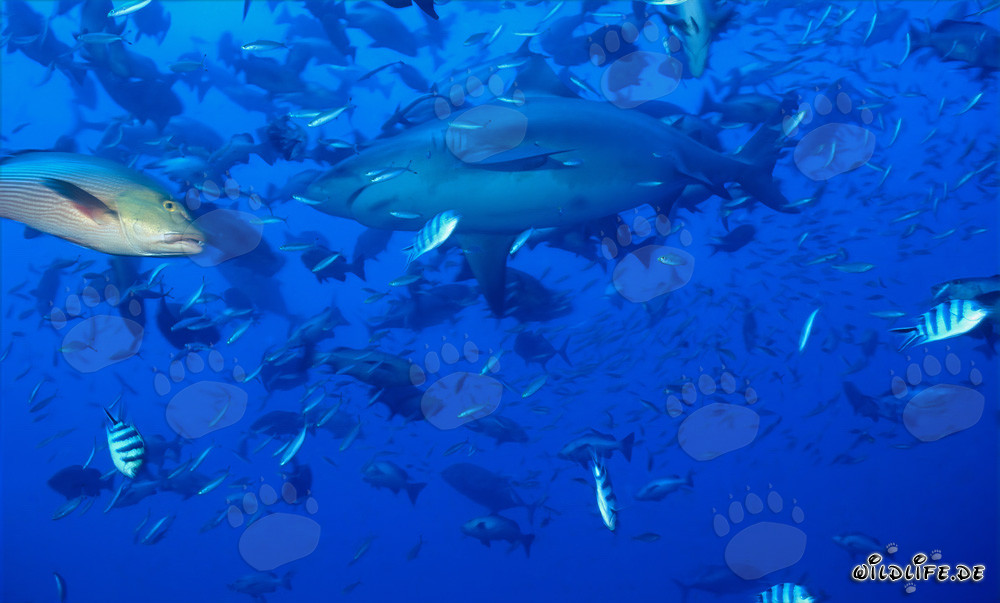 Requin taureau fascinant entouré de nombreux poissons