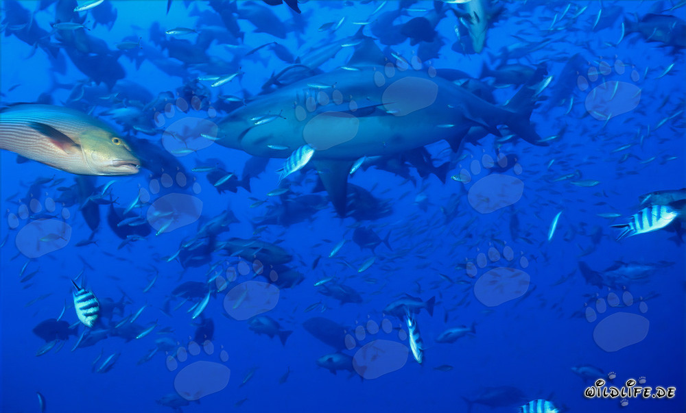 Affascinante squalo toro circondato da innumerevoli pesci