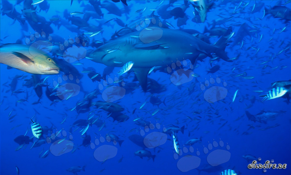 Fascinante tiburón toro rodeado de innumerables peces