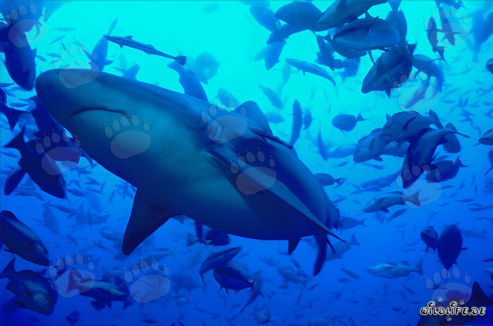 Requin taureau fascinant : prédateur nageant des mers