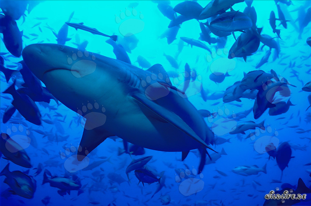 Fascinante squalo toro: predatore nuotante dei mari