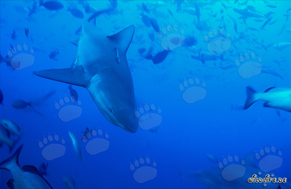 Majestic bull shark diving