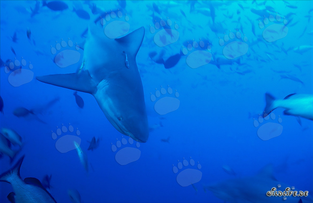 Requin taureau majestueux plonge