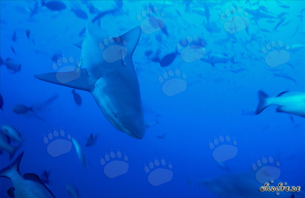 Tiburón toro majestuoso se sumerge