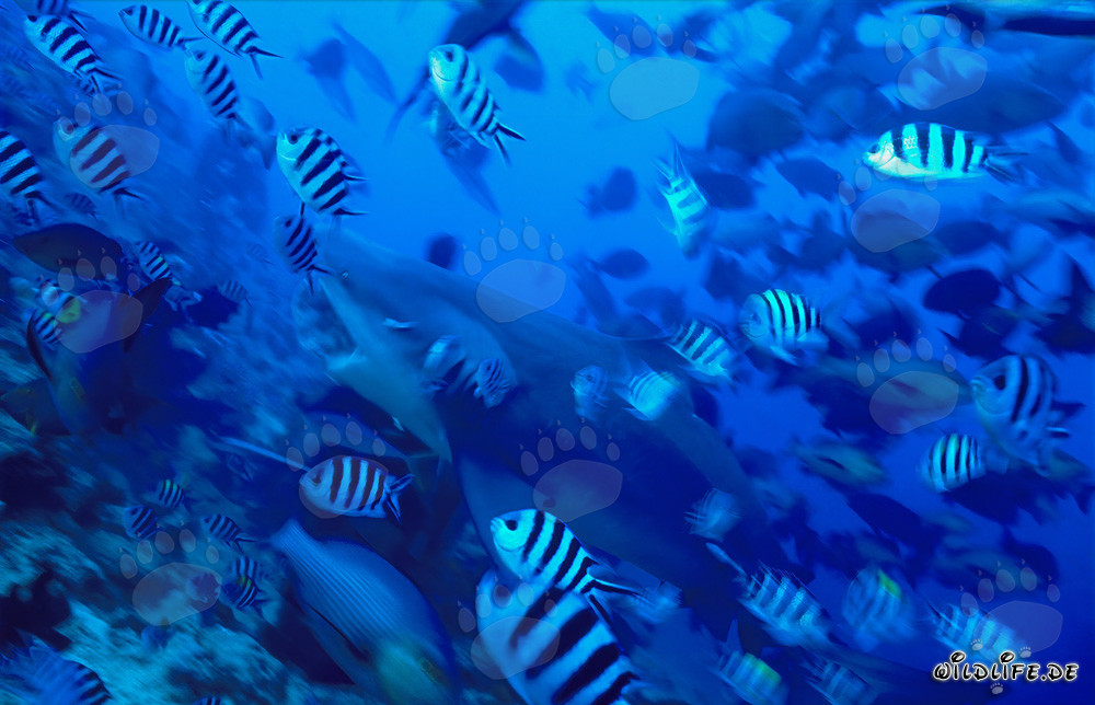 Tiburón toro con la boca ampliamente abierta