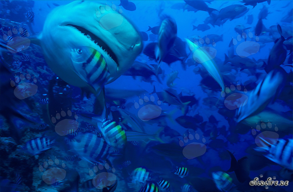 Requin taureau fascinant nageant de près