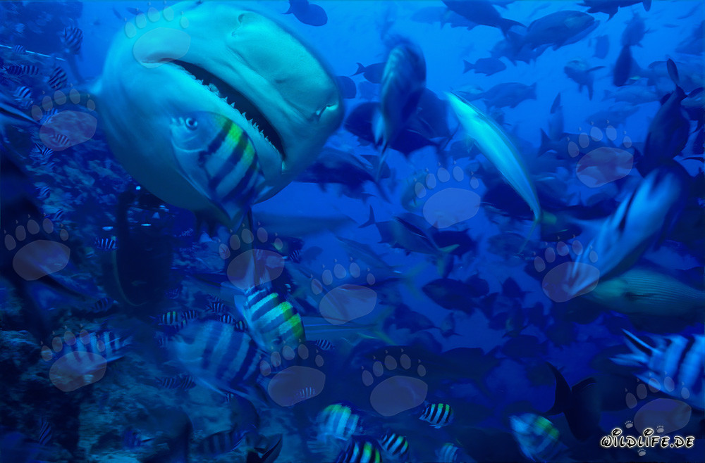 Fascinante tiburón toro nadando en cercanía