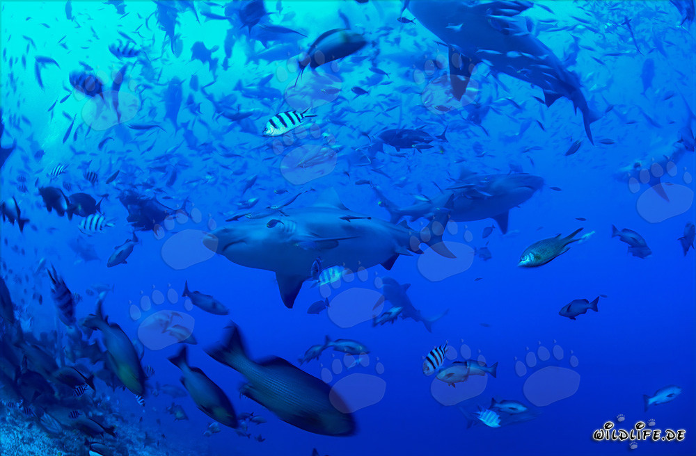Bull sharks in fish concentration